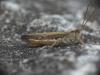 Chorthippus sp.